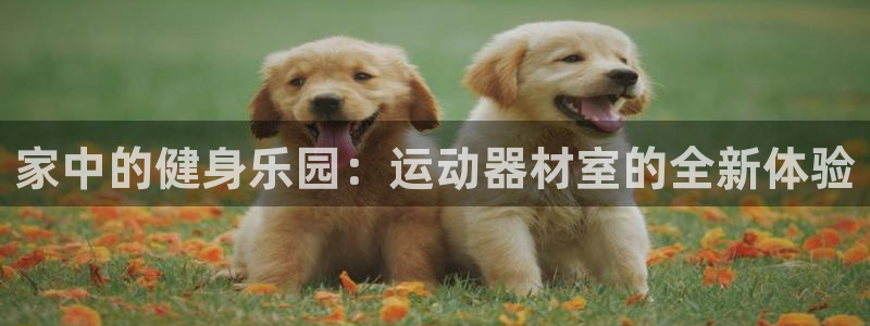 征途国际平台是正规平台吗知乎：家中的健身乐园：运动器