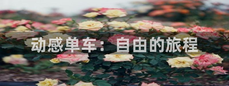 征途国际科技：动感单车：自由的旅程