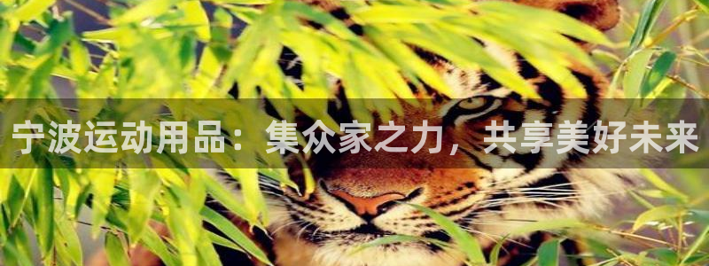 征途国际代理：宁波运动用品：集众家之力，共享美好未来